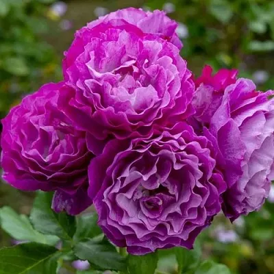 Роза БЛЮ ЭДЕН  флорибунда  Роза БЛЮ ЭДЕН  флорибунда в Гродно