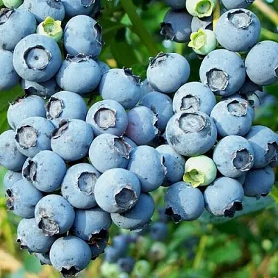 Голубика ПУРУ  Голубика ПУРУ в Гродно