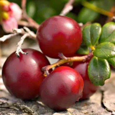 Клюква ЭРЛИ БЛЭК — описание сорта Клюква ЭРЛИ БЛЭК в Гродно