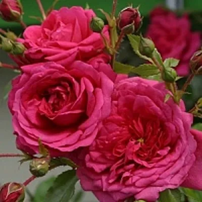 Роза ЛАГУНА плетистая  Роза ЛАГУНА плетистая в Гродно