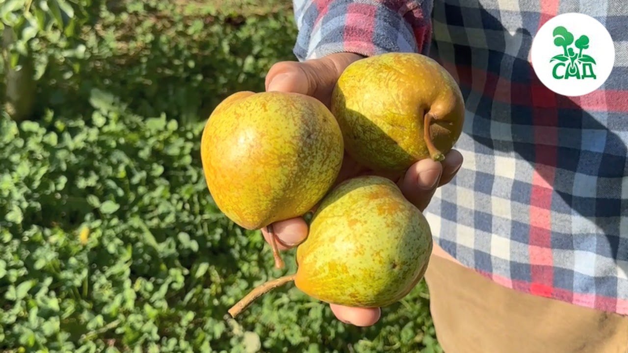 Превью видео