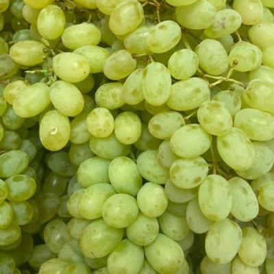 Зеленый в Гродно