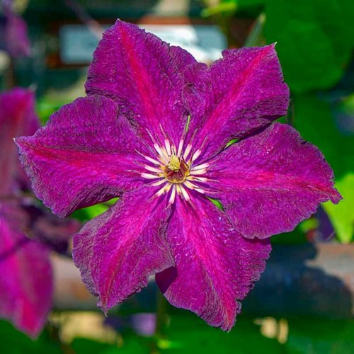 Клематис ГРЮНВАЛЬД в Гродно