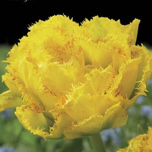 Тюльпан ГОЛДЕН ГЕЙТ бахромчатый в Гродно