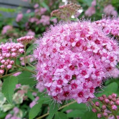 Розовая в Гродно