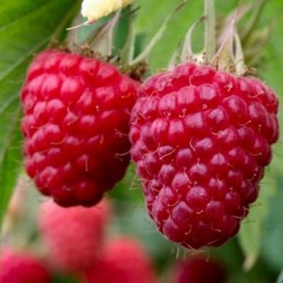 Средняя в Гродно