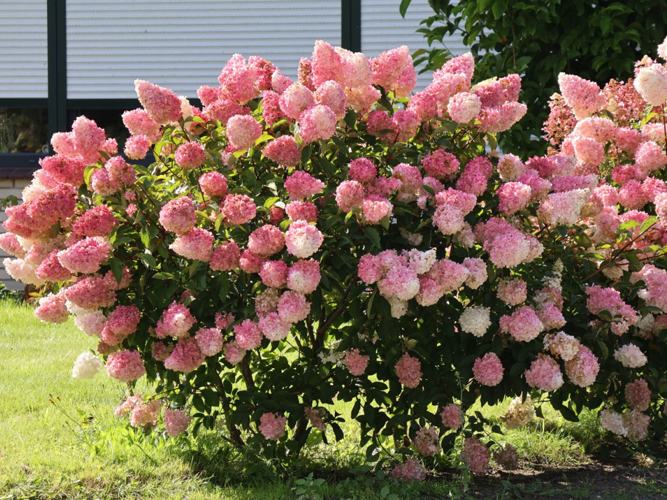 Лучшие сорта гортензий для Беларуси: зимостойкие и декоративные