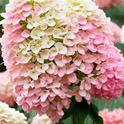 Низкорослые (карликовые) в Гродно