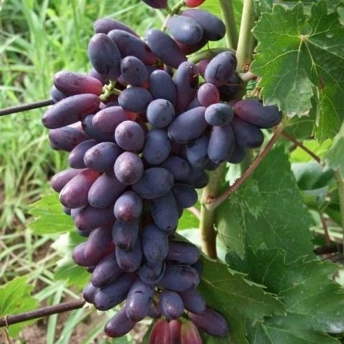 Виноград КИШМИШ ЯСЯ в Гродно