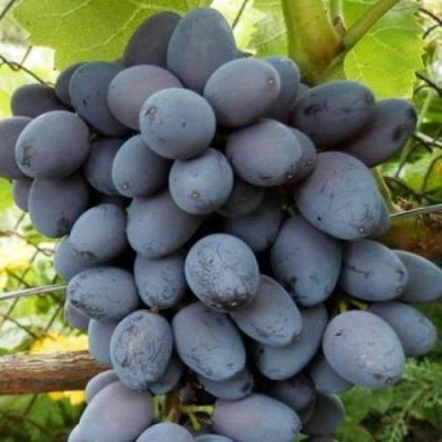 Черный виноград в Гродно
