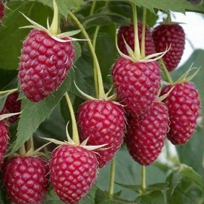 Высокая в Гродно