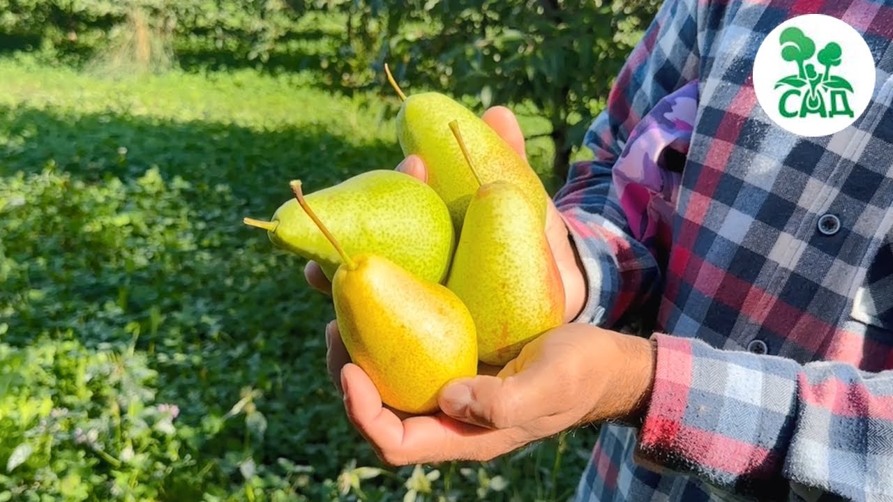 Превью видео