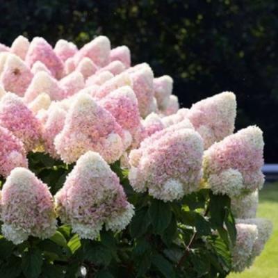 Бело-розовая в Гродно