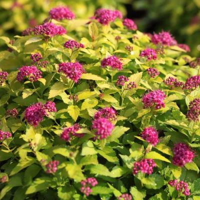 Японская в Гродно