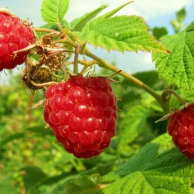 Бесшипная в Гродно