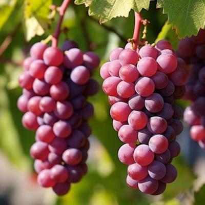 Фиолетовый в Гродно