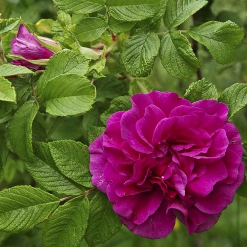 Шиповник ХАНСА в Гродно