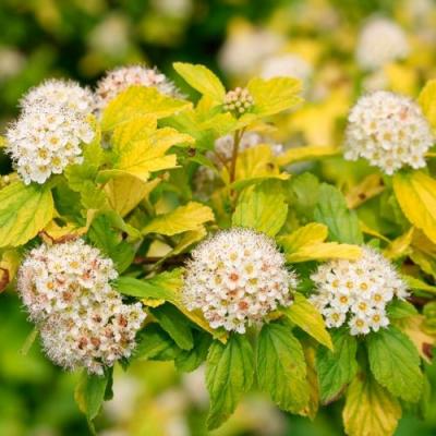 Желтый в Гродно