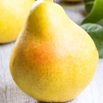 Желтая в Гродно