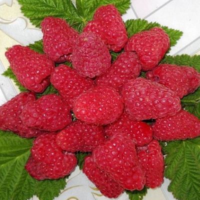 Сладкая в Гродно