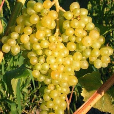 Желтый в Гродно