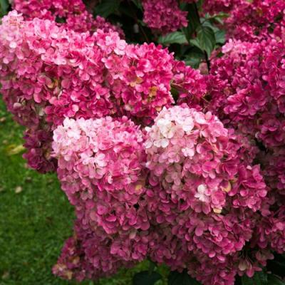 Фрайз в Гродно