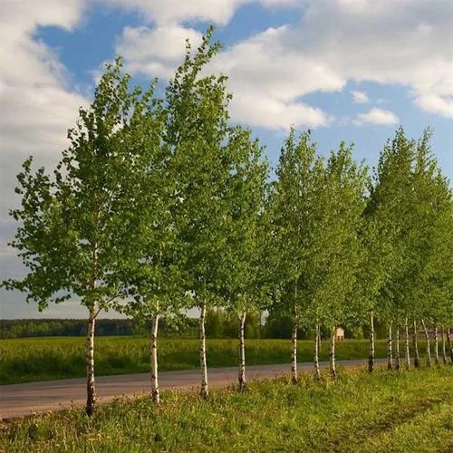 Береза обыкновенная в Гродно