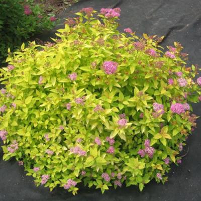 Голден в Гродно