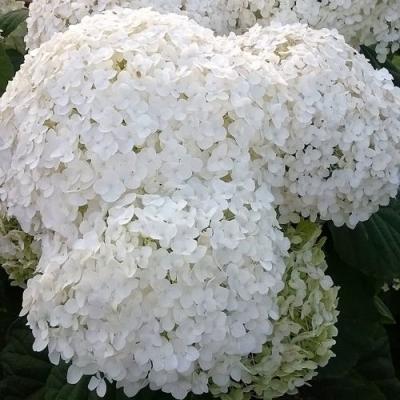 Белая в Гродно