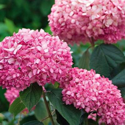 Розовая в Гродно