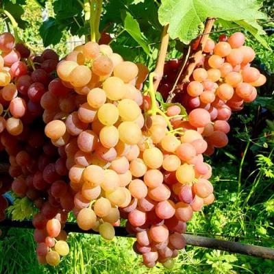 Сладкий в Гродно