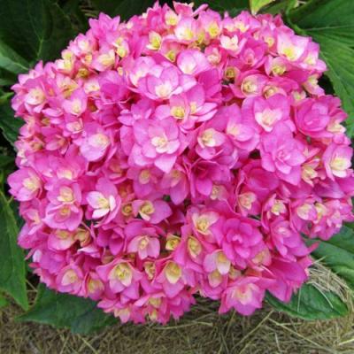 Ремонтантная в Гродно