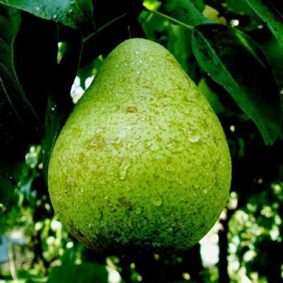 Зеленая в Гродно