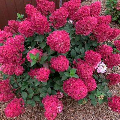 Красная в Гродно