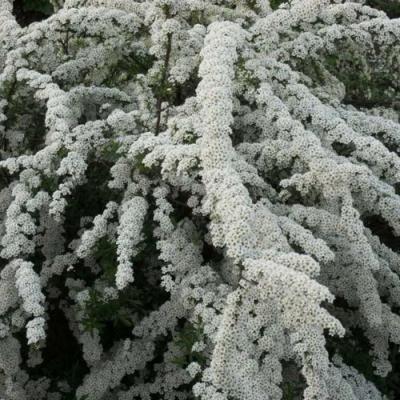 Серая в Гродно