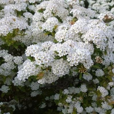 Белая в Гродно