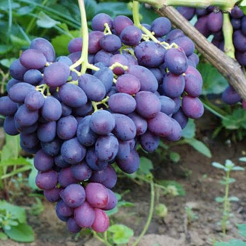 виноград Каталония