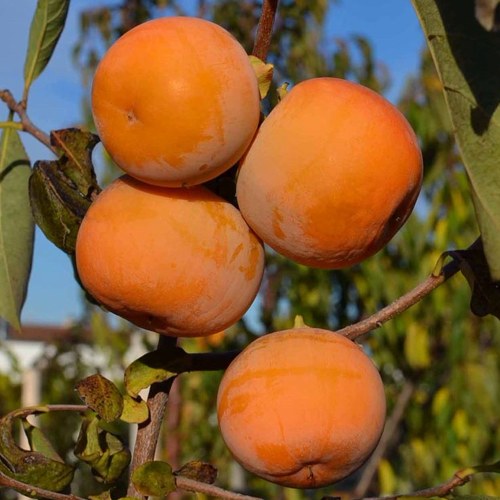 Хурма РОССИЯНКА в Гродно