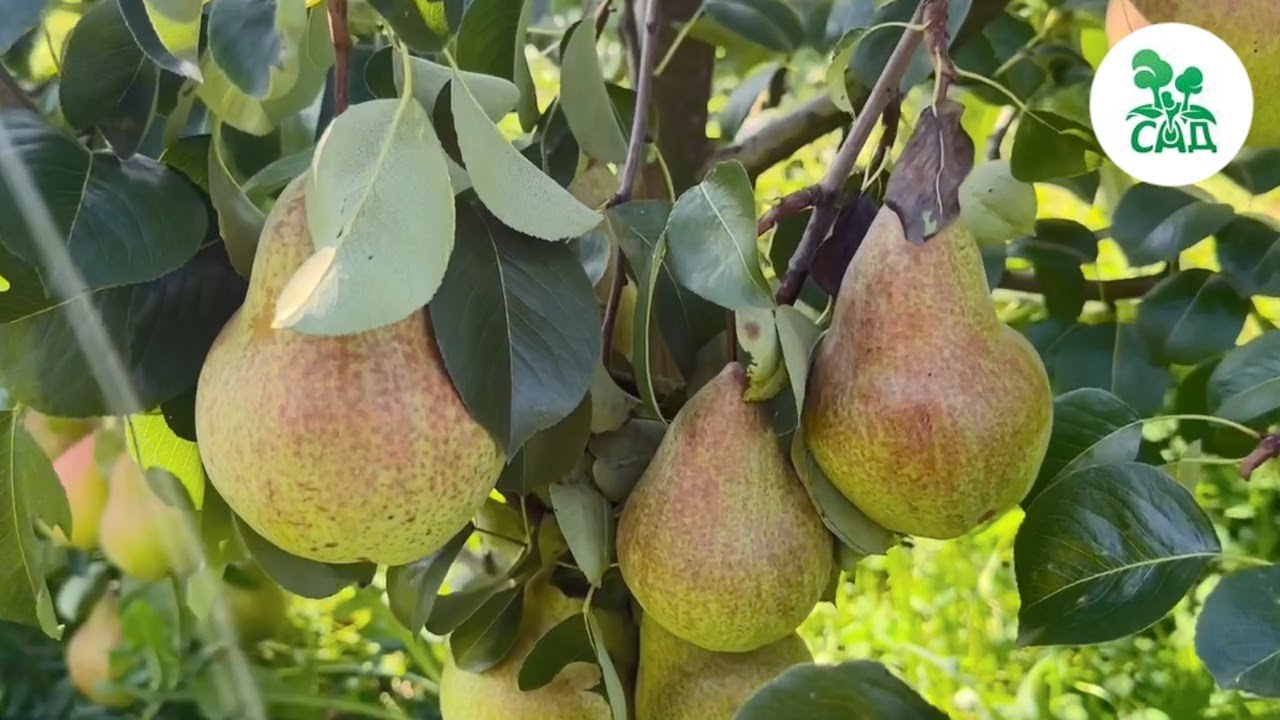 Превью видео