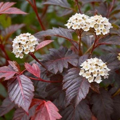 Бордовый в Гродно