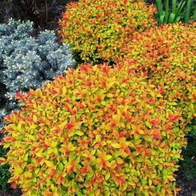 Низкорослая в Гродно