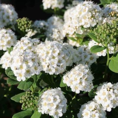 Березолистная в Гродно