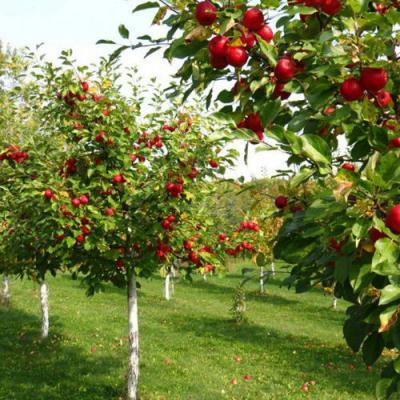 Плодовые деревья в Гродно