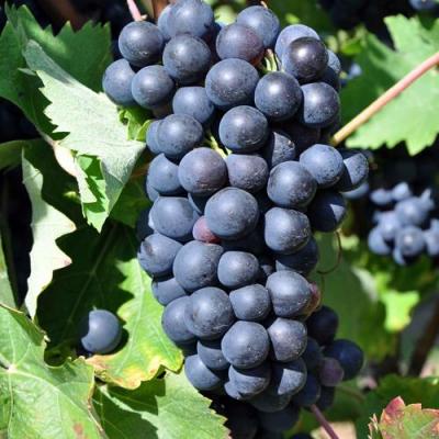 Круглый в Гродно