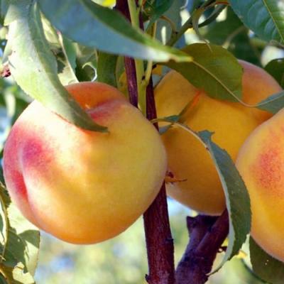 Колонновидные персики в Гродно