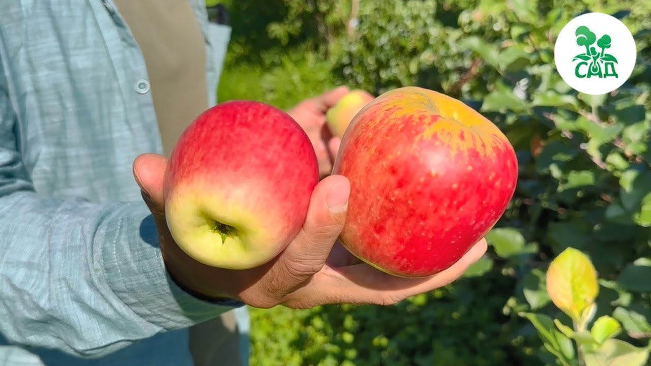 Превью видео