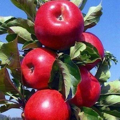 Колонновидные яблони в Гродно