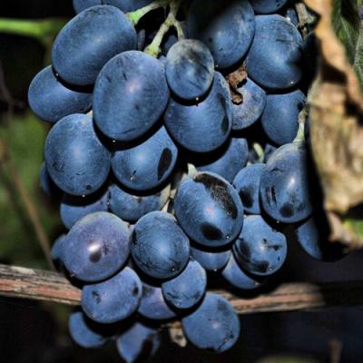 Синий в Гродно