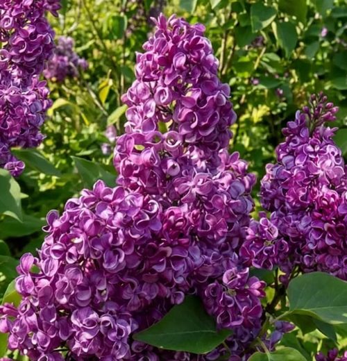 Сирень БЕСКОНЕЧНОСТЬ в Гродно