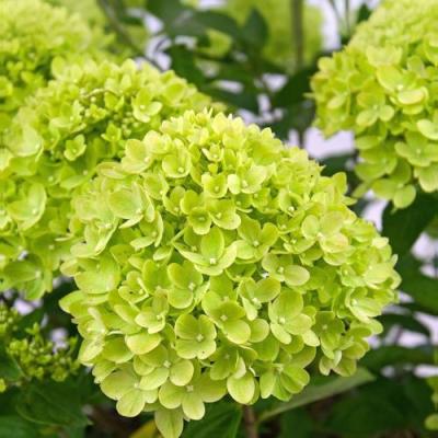 Зеленая в Гродно